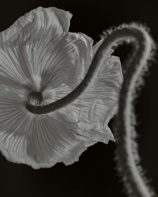 Menopause Brain Fog: Causes, Symptoms & Solutions