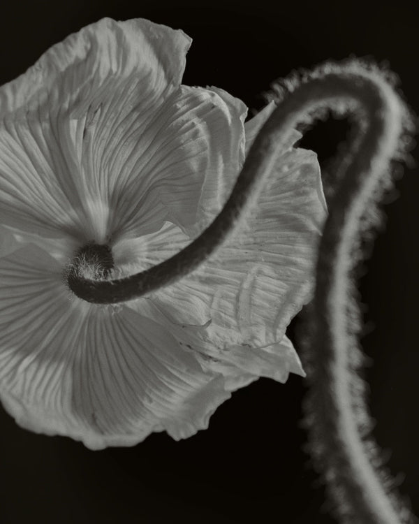 The Emotional Changes of Perimenopause: Causes & Relief