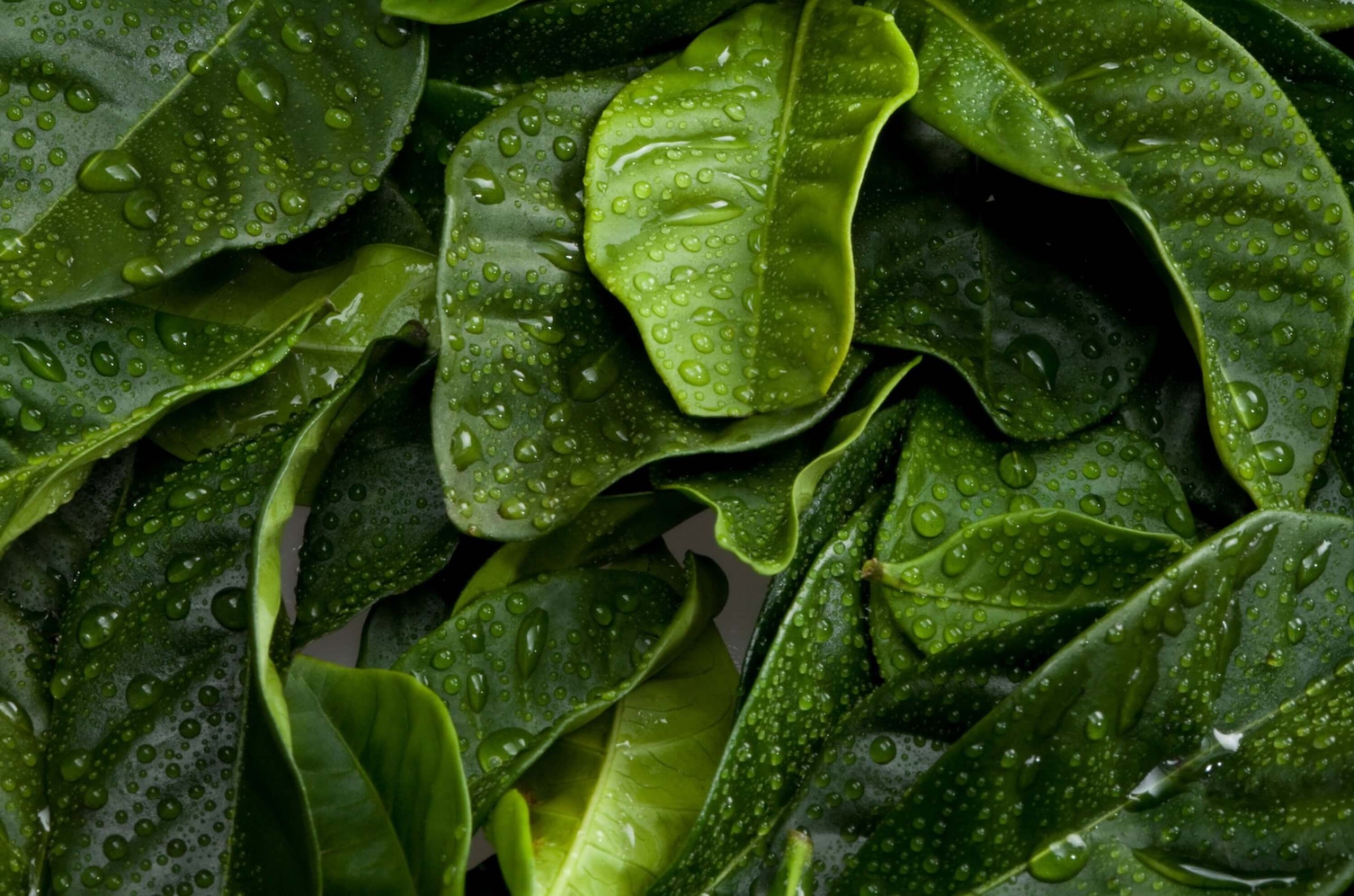 maybe an image about L-theanine