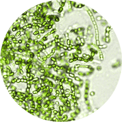 maybe an image about Clinically-Studied and Trademarked Ingredients