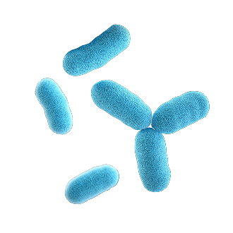 Probiotics for Gut Health