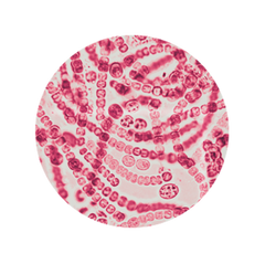 maybe an image about Research-Backed Probiotics